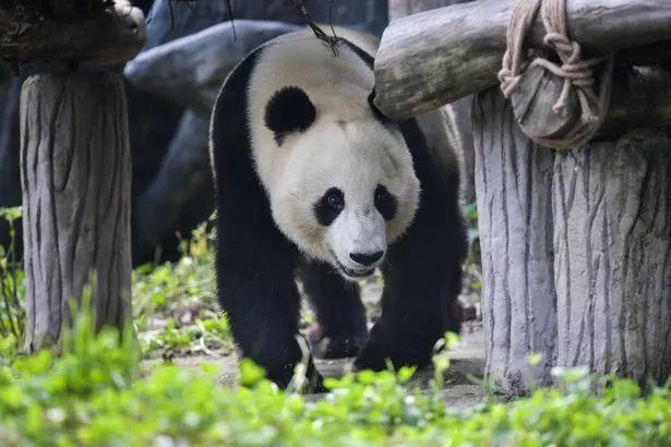 中国此时让大熊猫回国,美国人:不要走啊啊啊