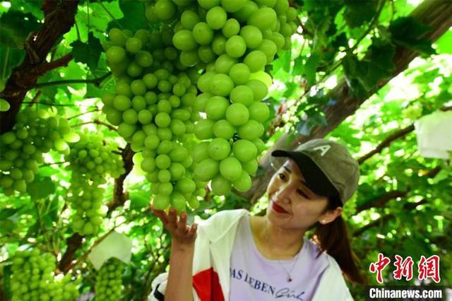 甘肃敦煌大漠葡萄香溢金秋:全流程把关提质拓国际市场