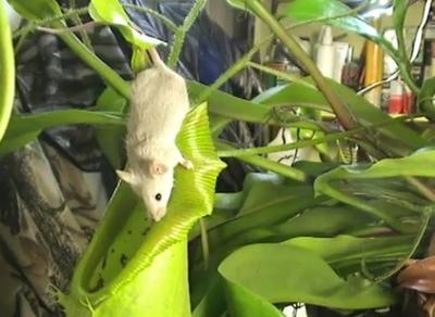 武汉植物园惊现食人草，恐怖杀手的小苗