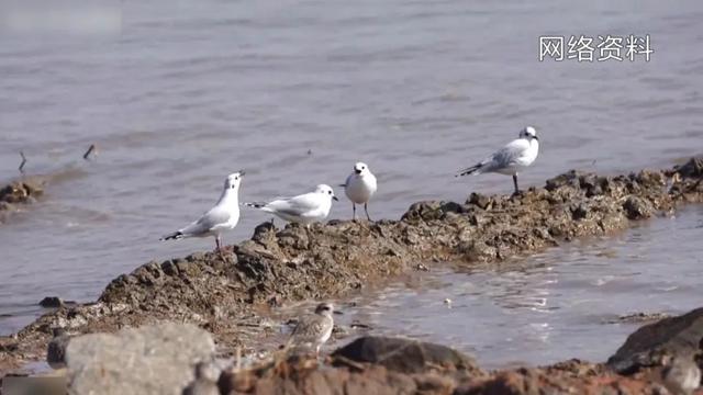惊奇!发现新物种,就在……