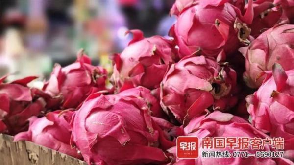 1元1个!广西人实现火龙果自由,“现在最便宜”