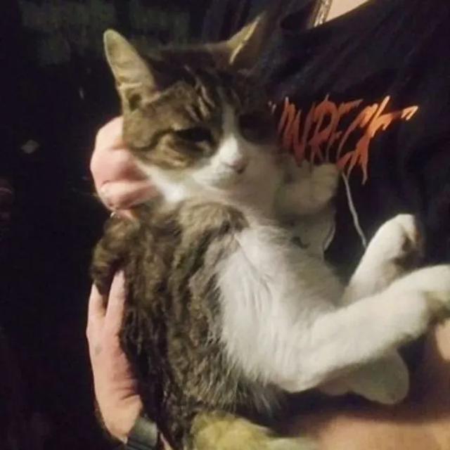 被遗弃的21岁老猫,遇见好心人,并承诺给它最美好的余生