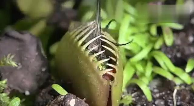 武汉植物园惊现食人草，恐怖杀手的小苗
