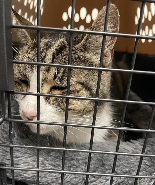 被遗弃的21岁老猫,遇见好心人,并承诺给它最美好的余生