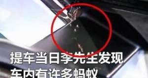蚂蚁窝内部图片(男子花30万买新车不料车内竟暗藏数个蚂蚁窝，维修5天还有蚂蚁)