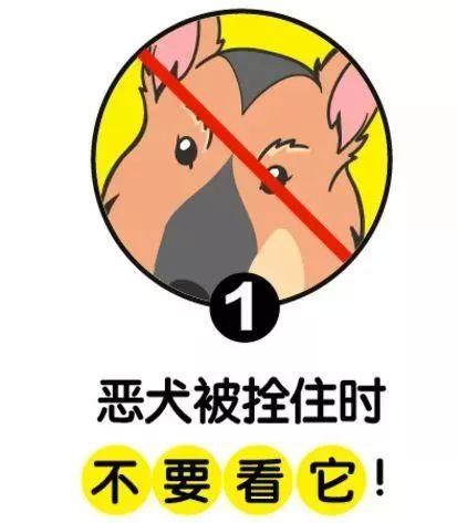 恶犬街头咬伤21人,最小的才3岁!记住这几点能保命