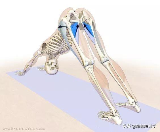 18个常见瑜伽体式正位解剖图,告别“依葫芦画瓢式”的练瑜伽!