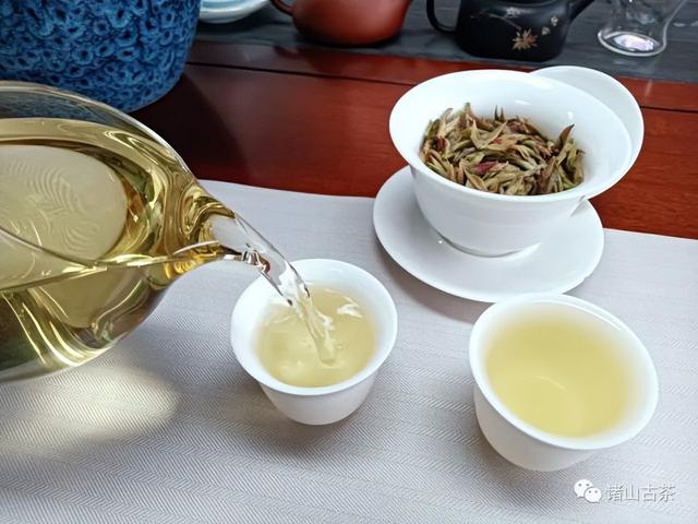 诸山古茶丨“春妖”?!品过才知什么是春日第一口“鲜”!