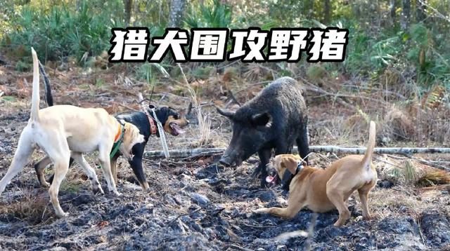 合川老农民:野猪进城,只能干看着?