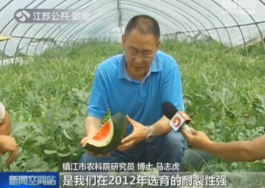 神奇！镇江的这种西瓜 上面站一个140斤的成人不破不裂