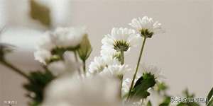 人淡如菊(人淡如菊在网络用语中是什么意思？这个梗有意思)