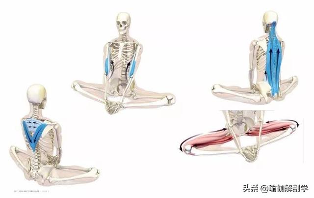 18个常见瑜伽体式正位解剖图,告别“依葫芦画瓢式”的练瑜伽!