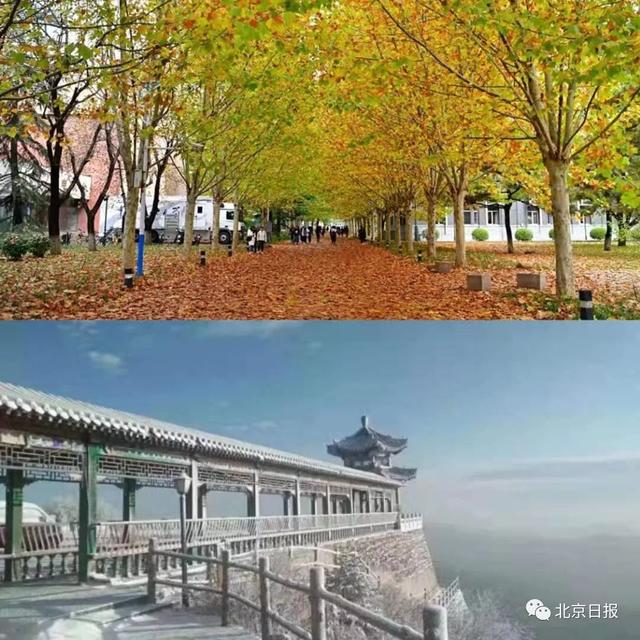 海淀惊现“金光大道”!美到爆!