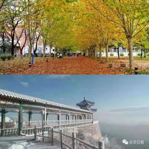 新金光大道(海淀惊现“金光大道”美到爆)