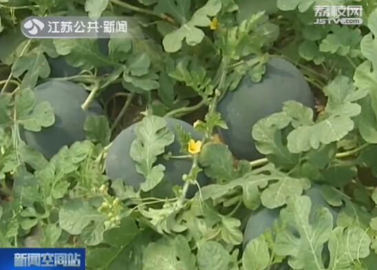 神奇！镇江的这种西瓜 上面站一个140斤的成人不破不裂