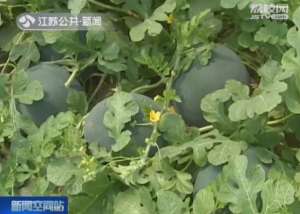 西瓜成人(神奇镇江的这种西瓜 上面站一个140斤的成人不破不裂)