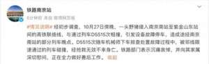 老农民(合川老农民：野猪进城，只能干看着？)