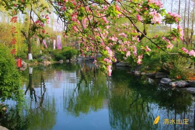 老来秀|五龙潭樱花节:樱花随风舞,花瓣似雪飘