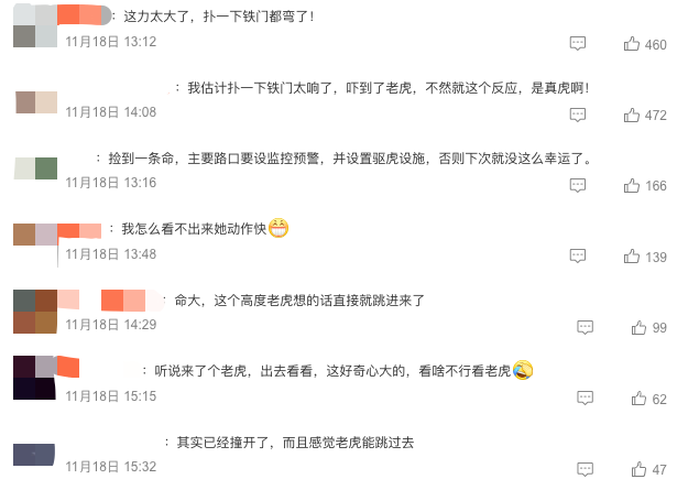 黑龙江大爷亲历“虎口脱险”,网友:这好奇心大的