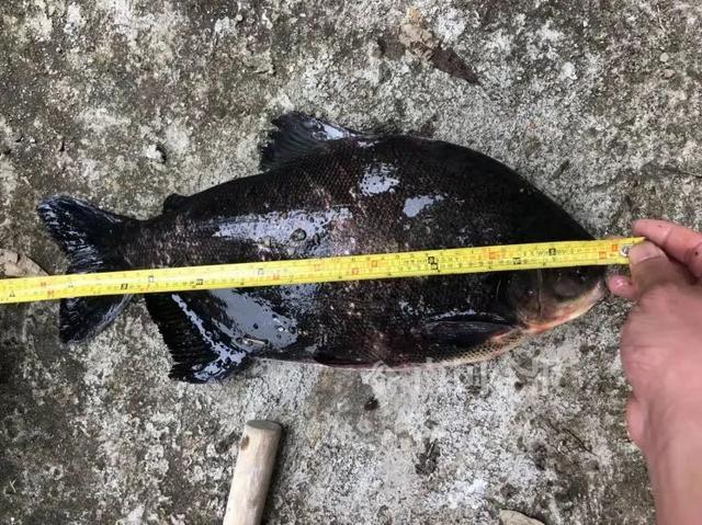 柳州公园惊现“食人鱼”!满口利齿模样吓人,物种入侵有多严重?