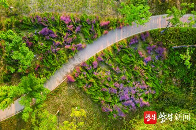 我住长江尾:记者南京访三洲,看大江巨变
