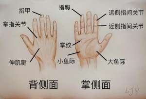 割手照片(手被割伤了要紧吗：图解日常手部外伤)