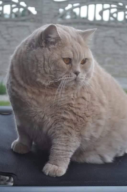 《鬼吹灯前传之贼猫》,张三链子的传奇经历,灭塔教,决战瓦罐寺