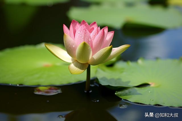 我欣赏这样活着的女人