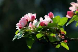 樱花舞(老来秀｜五龙潭樱花节：樱花随风舞，花瓣似雪飘)