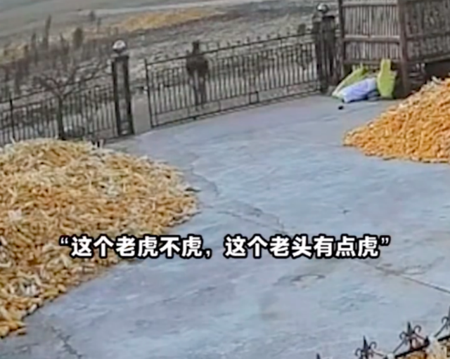 黑龙江大爷亲历“虎口脱险”,网友:这好奇心大的