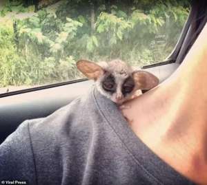 yoda(困死了泰国小丛猴在女子脖颈上打盹可爱至极)