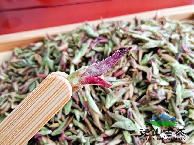诸山古茶丨“春妖”?!品过才知什么是春日第一口“鲜”!