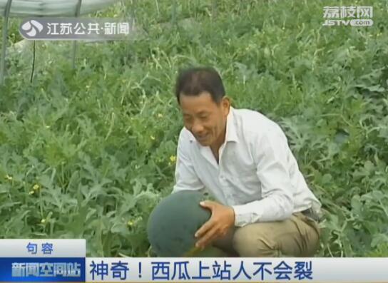 神奇！镇江的这种西瓜 上面站一个140斤的成人不破不裂