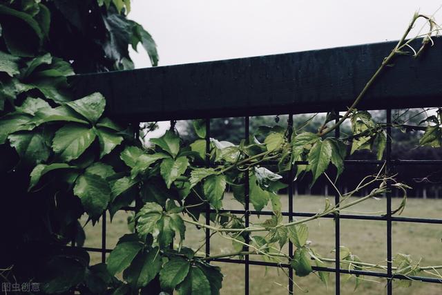 微雨