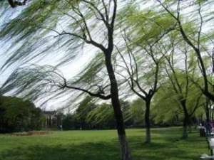 灰鸿(七律 重阳出游抒怀（新韵）)