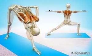体位图(18个常见瑜伽体式正位解剖图，告别“依葫芦画瓢式”的练瑜伽)