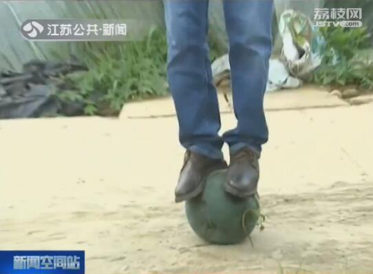 神奇！镇江的这种西瓜 上面站一个140斤的成人不破不裂