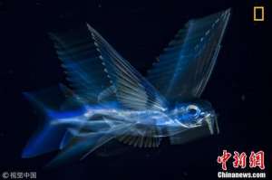 荷赛(第61届“荷赛”奖获奖作品精选)