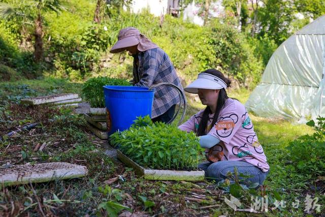 新农人“柳妹”——咸丰黄柳返乡创业领跑“振兴路”