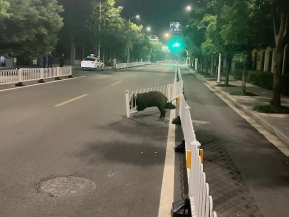合川老农民:野猪进城,只能干看着?