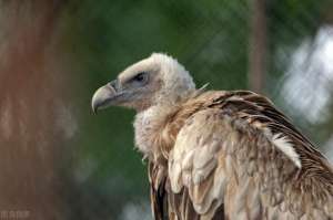 民国江湖(民国江湖，骗术行当，一本精彩的“春典”小说)