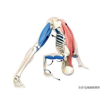 18个常见瑜伽体式正位解剖图,告别“依葫芦画瓢式”的练瑜伽!