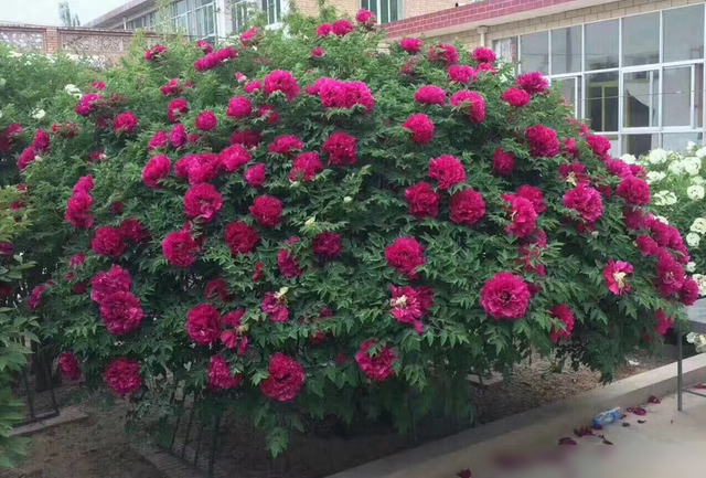 7种长生花,冬天“假死”,春天爆花,种一次,观赏一辈子