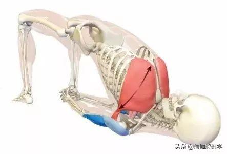 18个常见瑜伽体式正位解剖图,告别“依葫芦画瓢式”的练瑜伽!