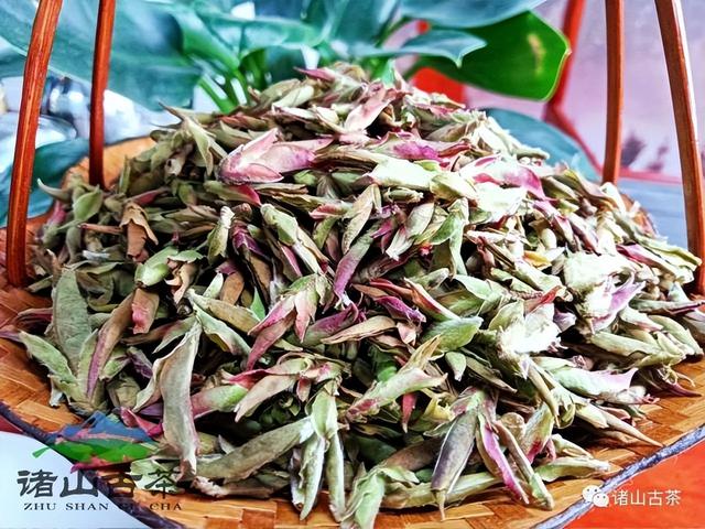 诸山古茶丨“春妖”?!品过才知什么是春日第一口“鲜”!