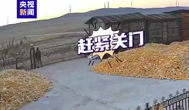 黑龙江大爷亲历“虎口脱险”,网友:这好奇心大的
