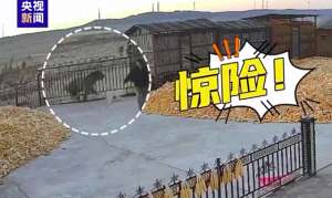 虎口脱险(黑龙江大爷亲历“虎口脱险”，网友：这好奇心大的)