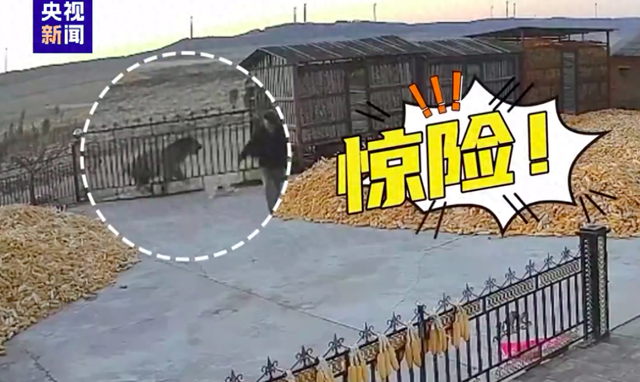 黑龙江大爷亲历“虎口脱险”,网友:这好奇心大的