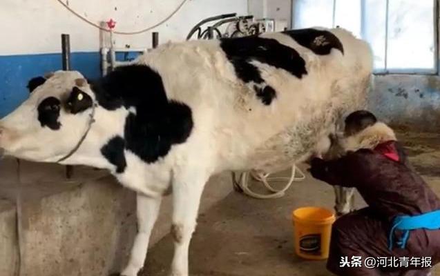 年入450万!骑马、赶羊、与狼玩耍,草原汉子因直播走红网络,还到清华培训