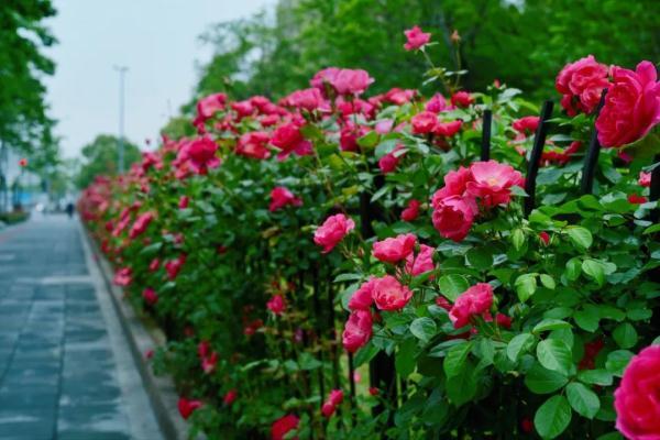 教你区分月季、玫瑰和蔷薇ROSE三姐妹,不再迷茫于爱情花海